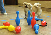 Dog Training & Obedience Classes