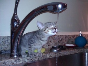 Tiny-kitty-drinking-out-of-a-faucet