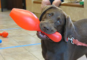 Dog Training & Obedience Classes