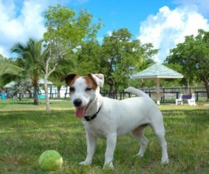 Jack Russel in the park